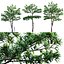 Alstonia scholaris