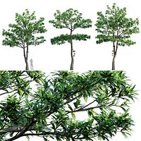 Alstonia scholaris