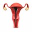 3D model female reproductive