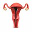 3D model female reproductive
