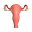3D model female reproductive