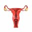 3D model female reproductive