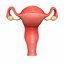 3D model female reproductive