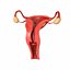 3D model female reproductive
