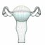 3D model female reproductive