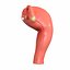 3D model female reproductive