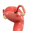 3D model female reproductive