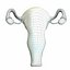 3D model female reproductive