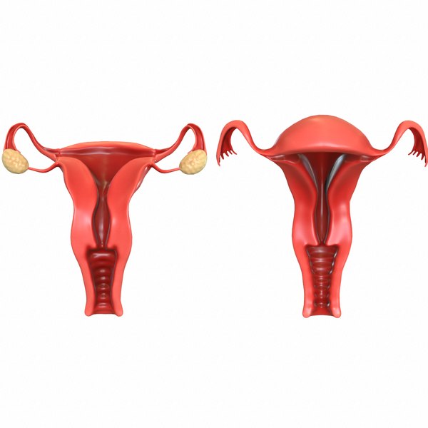 3D model female reproductive