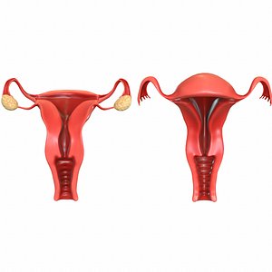 Female Reproductive System