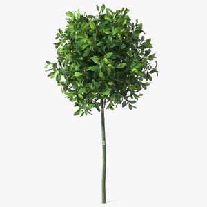 3D Holly Plant Green
