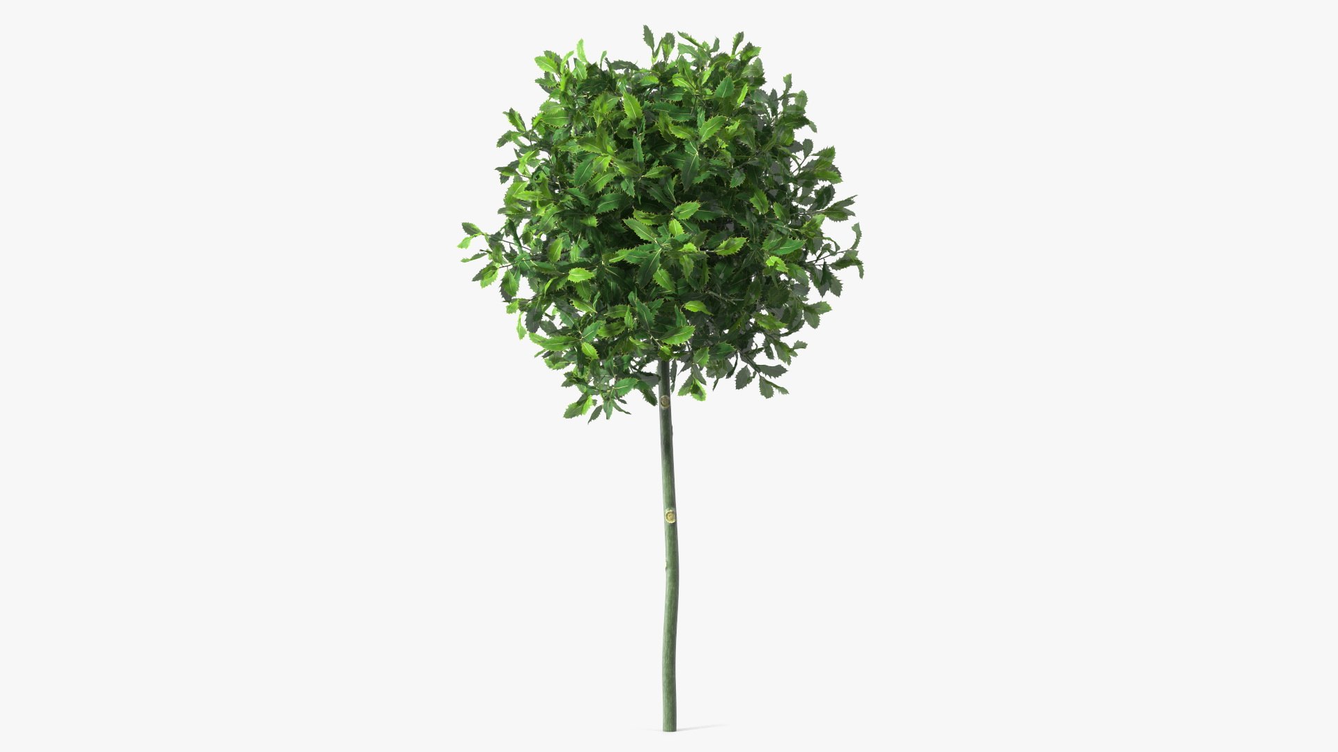 Holly Plant Green 3D model preview