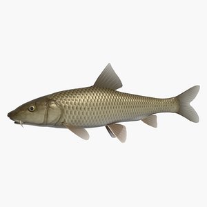 3d barbel nigoi