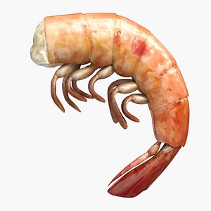 boiled shrimp 3ds
