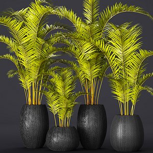 palm collection