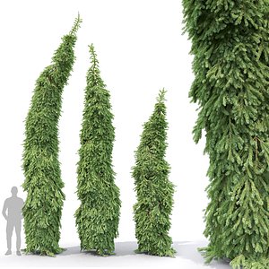 Picea Omorika Bruns 01