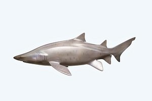 3D shark sand tiger