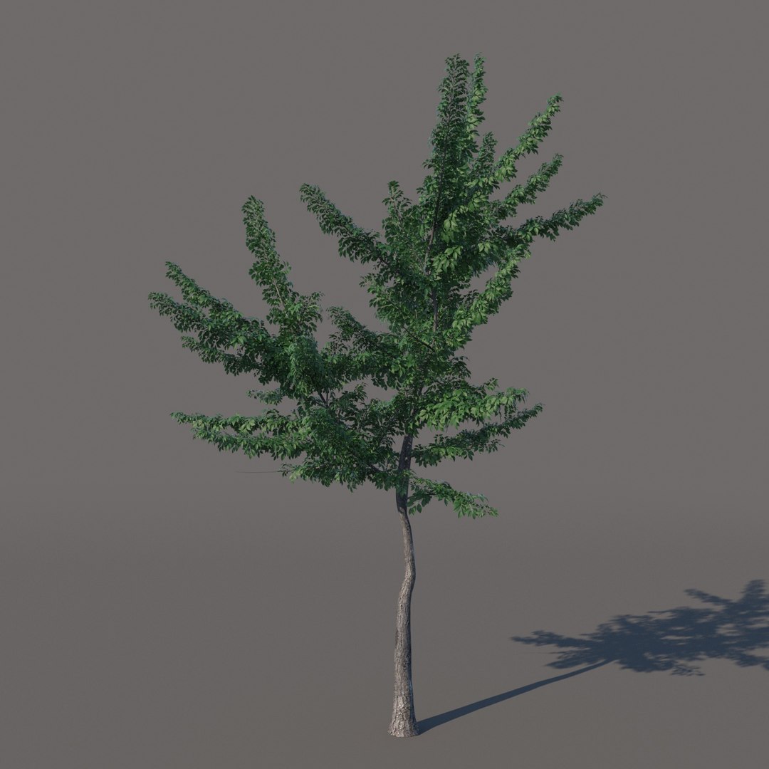 small tree model https://p.turbosquid.com/ts-thumb/Bj/u2iLJb/16tICR6Q/tree03_/jpg/1571781874/1920x1080/fit_q87/1d7dc1acbd047529118dc55f365e0d27fbca8efb/tree03_.jpg