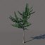 Small tree