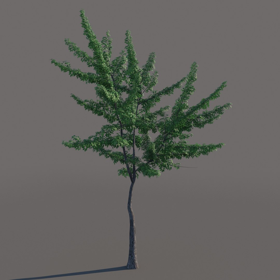 small tree model https://p.turbosquid.com/ts-thumb/Bj/u2iLJb/OTaPv0uN/tree05_/jpg/1571781902/1920x1080/fit_q87/34f68df49605d5910b17dd0968f51efd040d98a4/tree05_.jpg