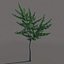 Small tree