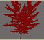 Small tree