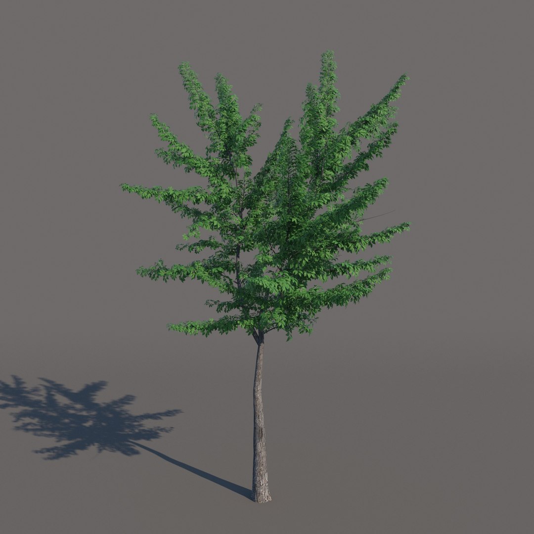 small tree model https://p.turbosquid.com/ts-thumb/Bj/u2iLJb/n5HMPVhs/tree04_/jpg/1571781888/1920x1080/fit_q87/b992b966f8aae032fed70541ab089e9574ad154d/tree04_.jpg