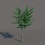 Small tree