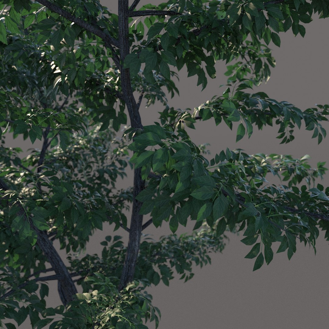 small tree model https://p.turbosquid.com/ts-thumb/Bj/u2iLJb/tZLHibnT/tree01_01/jpg/1571781824/1920x1080/fit_q87/2e3c27d82ceb1e56135e66b97d525fc7627fc0c4/tree01_01.jpg