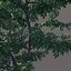 Small tree