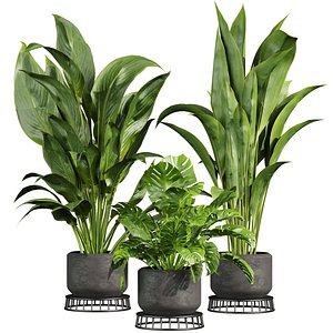 3D plant vol 957 -  indoor - monstera - peace - lily