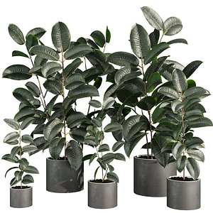 plant vol 885 - Rubber - Ficus elastica - pot 3D model