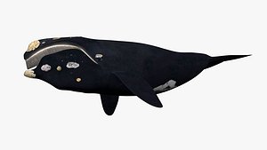 Nothhen Right Whale model