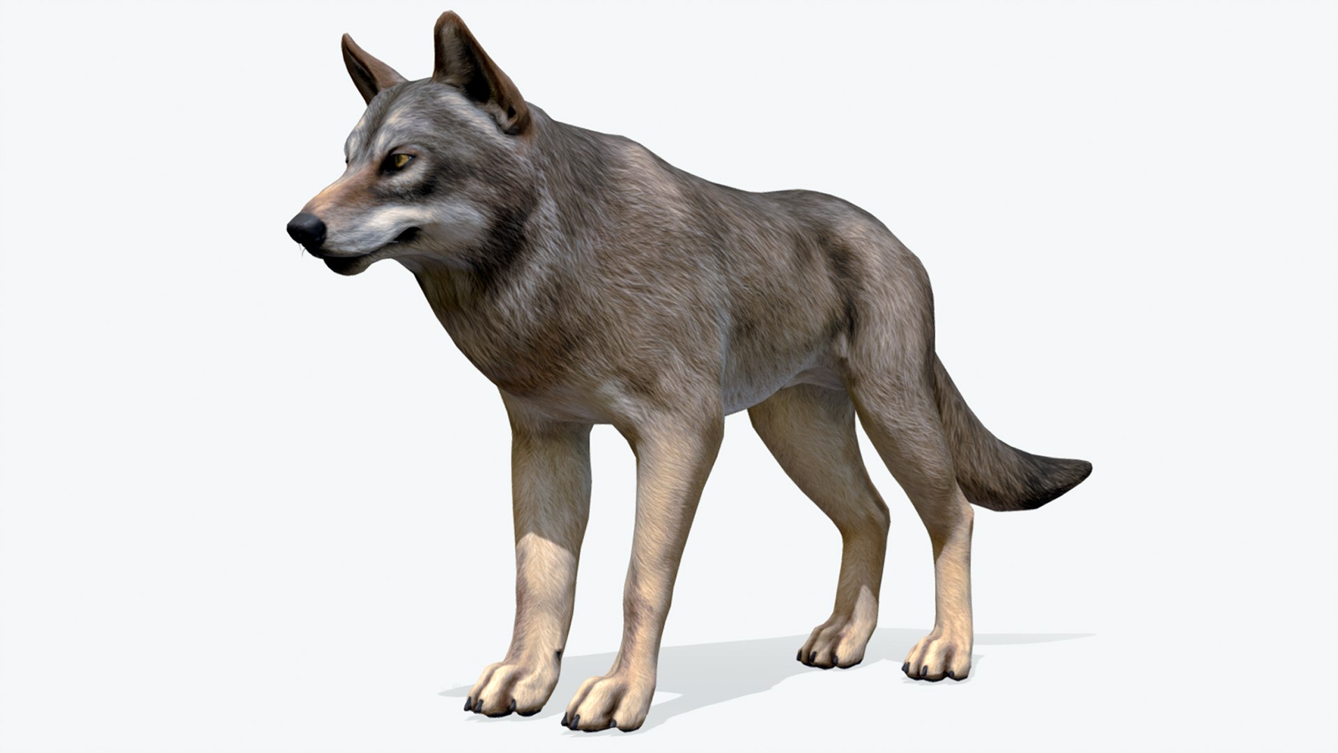 늑대 3D 모델 - TurboSquid 1938875, image size:1920x1080