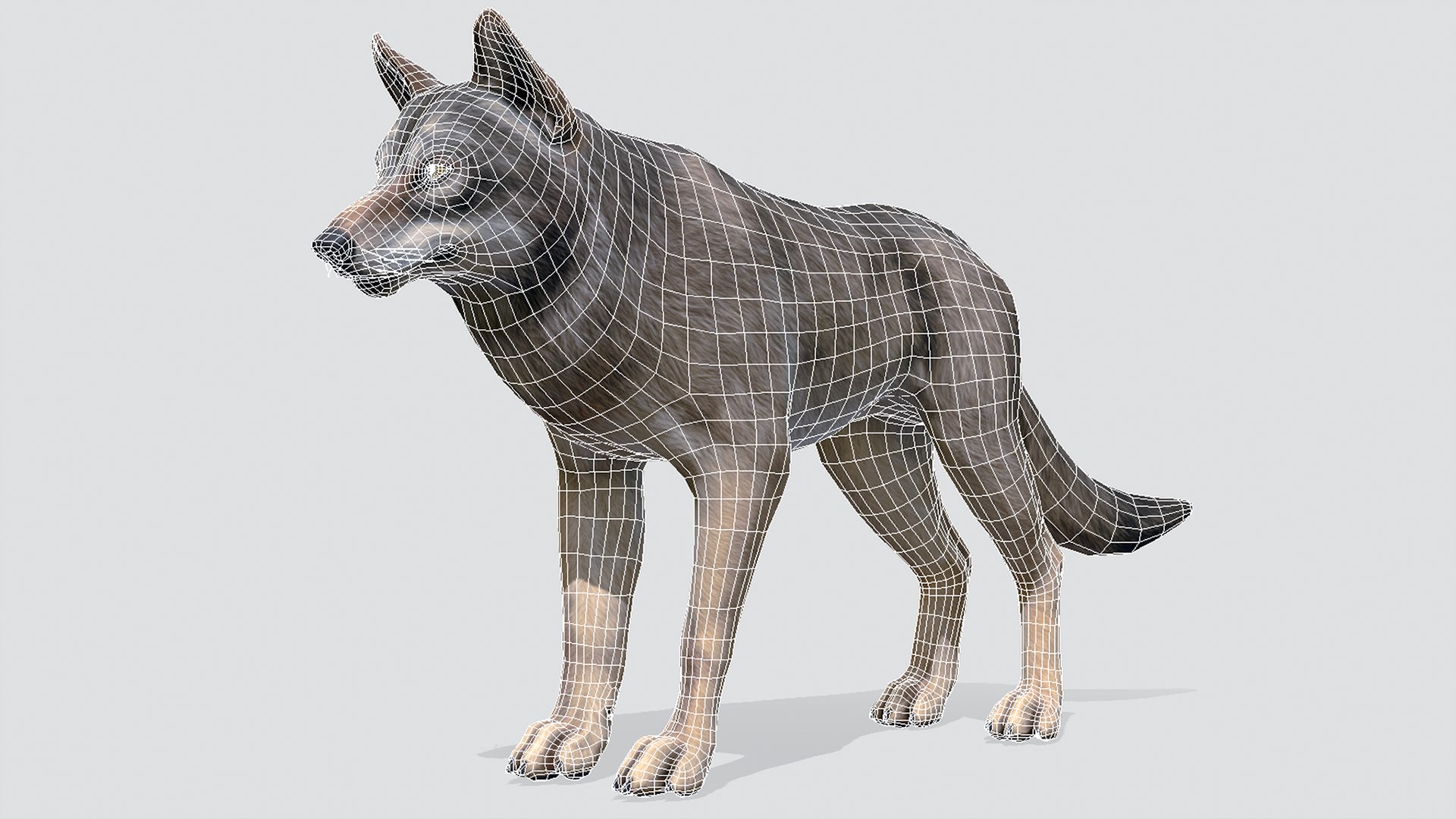 Wolf 3D model https://p.turbosquid.com/ts-thumb/Bk/ScAXY6/mO/wire/png/1659786051/1920x1080/fit_q87/eec6d9c86b9aa0e799fcb937e68bdd274f8ffee7/wire.jpg