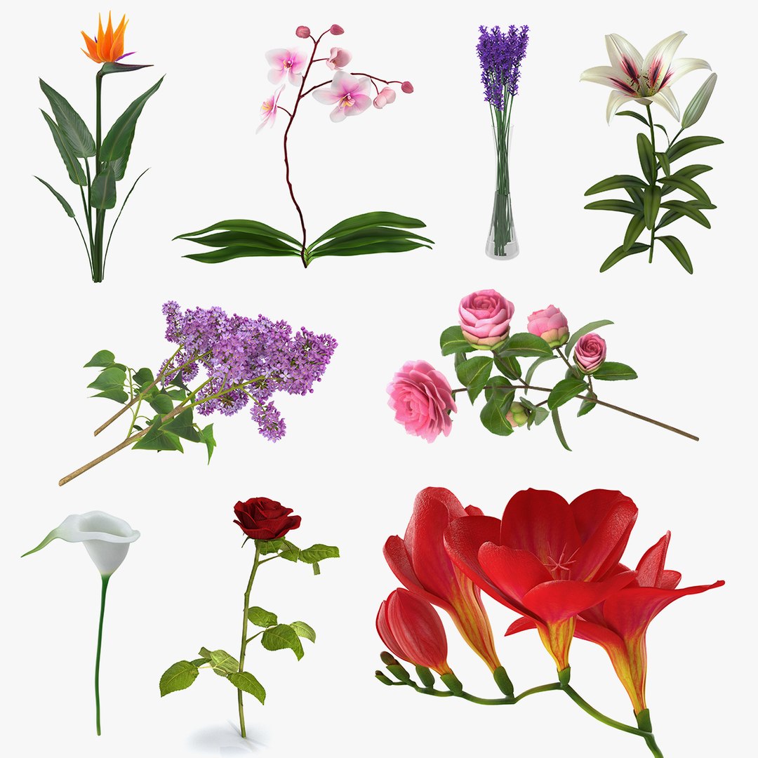 Flowers Collection 8 3D model preview