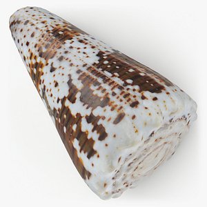 Conus Imperialis - 3D Scanned