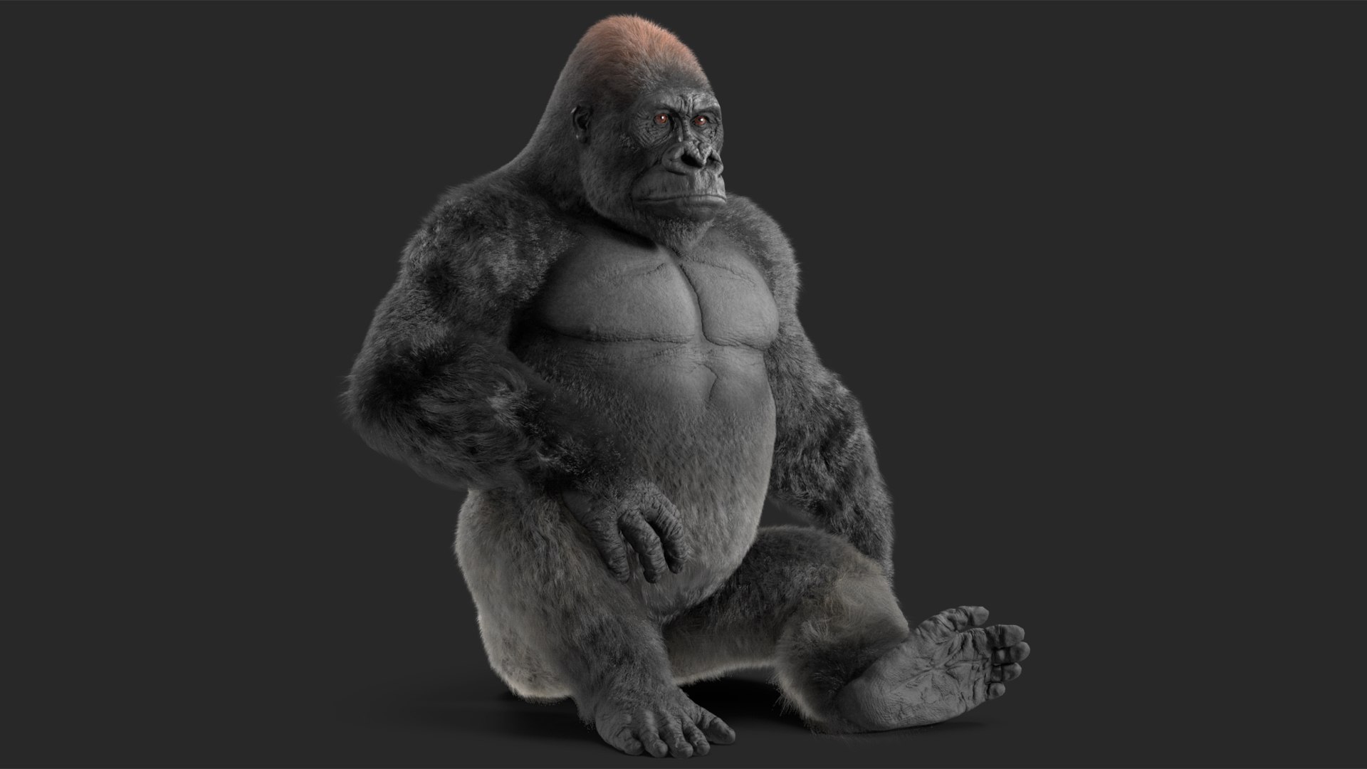 3D model Gorilla Fur Rigged https://p.turbosquid.com/ts-thumb/Bk/a1vJCL/2E/gorillafurriggedmb3dmodel017/jpg/1708958955/1920x1080/fit_q87/5e9fd09d5285b84b9185a01499a6c4ccf776dd30/gorillafurriggedmb3dmodel017.jpg