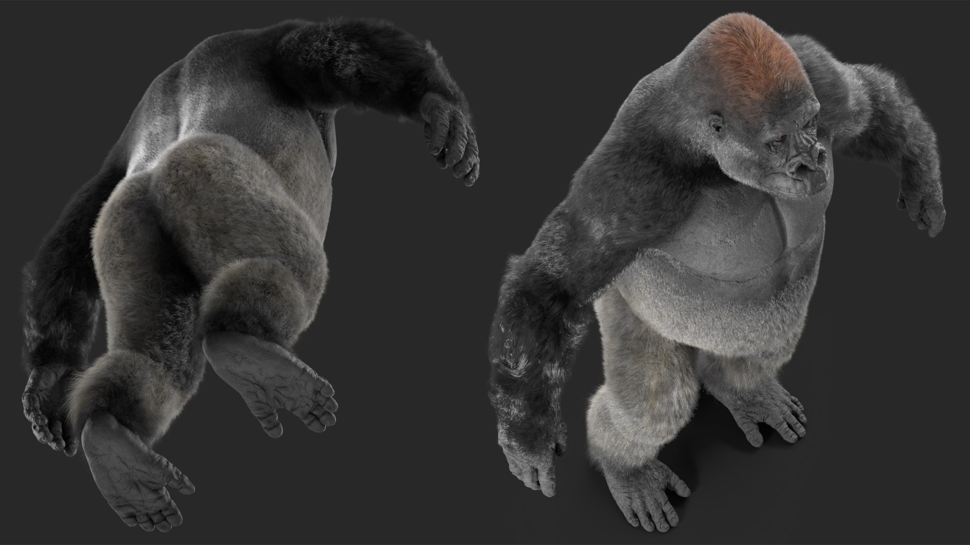 3D model Gorilla Fur Rigged https://p.turbosquid.com/ts-thumb/Bk/a1vJCL/2H/gorillafurriggedmb3dmodel021/jpg/1708958973/1920x1080/fit_q87/d5e99d6069b02d8581ba999843880af46a651afe/gorillafurriggedmb3dmodel021.jpg