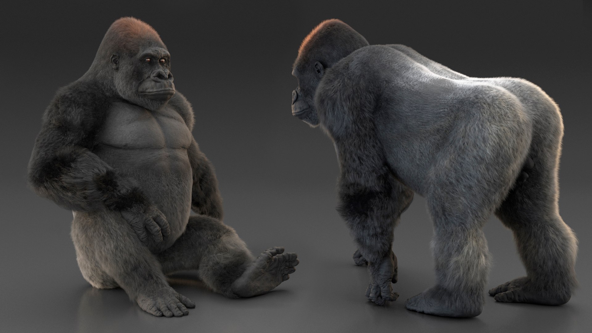 3D model Gorilla Fur Rigged https://p.turbosquid.com/ts-thumb/Bk/a1vJCL/95/gorillafurriggedmb3dmodel014/jpg/1708958940/1920x1080/fit_q87/24c4ea729ea48b8e3e758b219d1fb782242639c6/gorillafurriggedmb3dmodel014.jpg