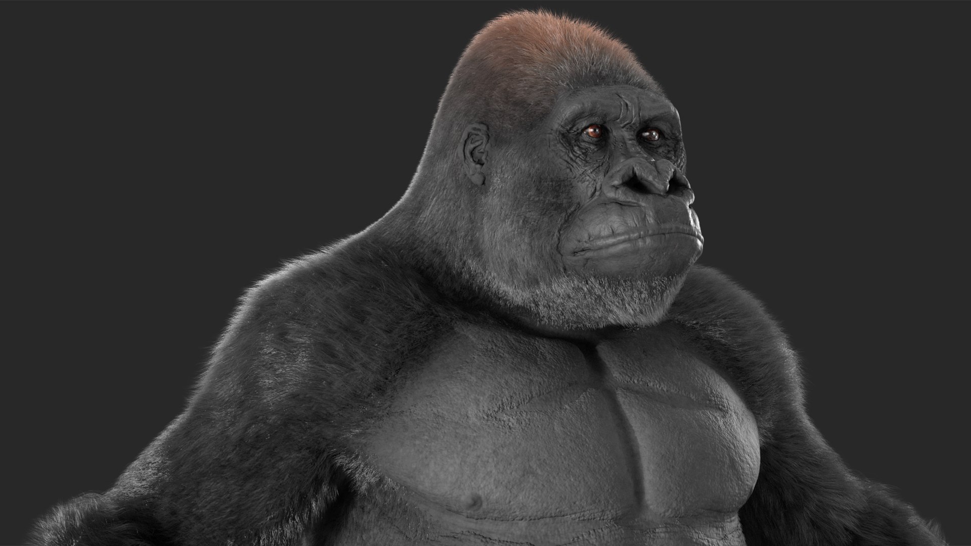 3D model Gorilla Fur Rigged https://p.turbosquid.com/ts-thumb/Bk/a1vJCL/CP/gorillafurriggedmb3dmodel024/jpg/1708958987/1920x1080/fit_q87/73d32b1f0110691e0e8c208c4949e30119f24a24/gorillafurriggedmb3dmodel024.jpg