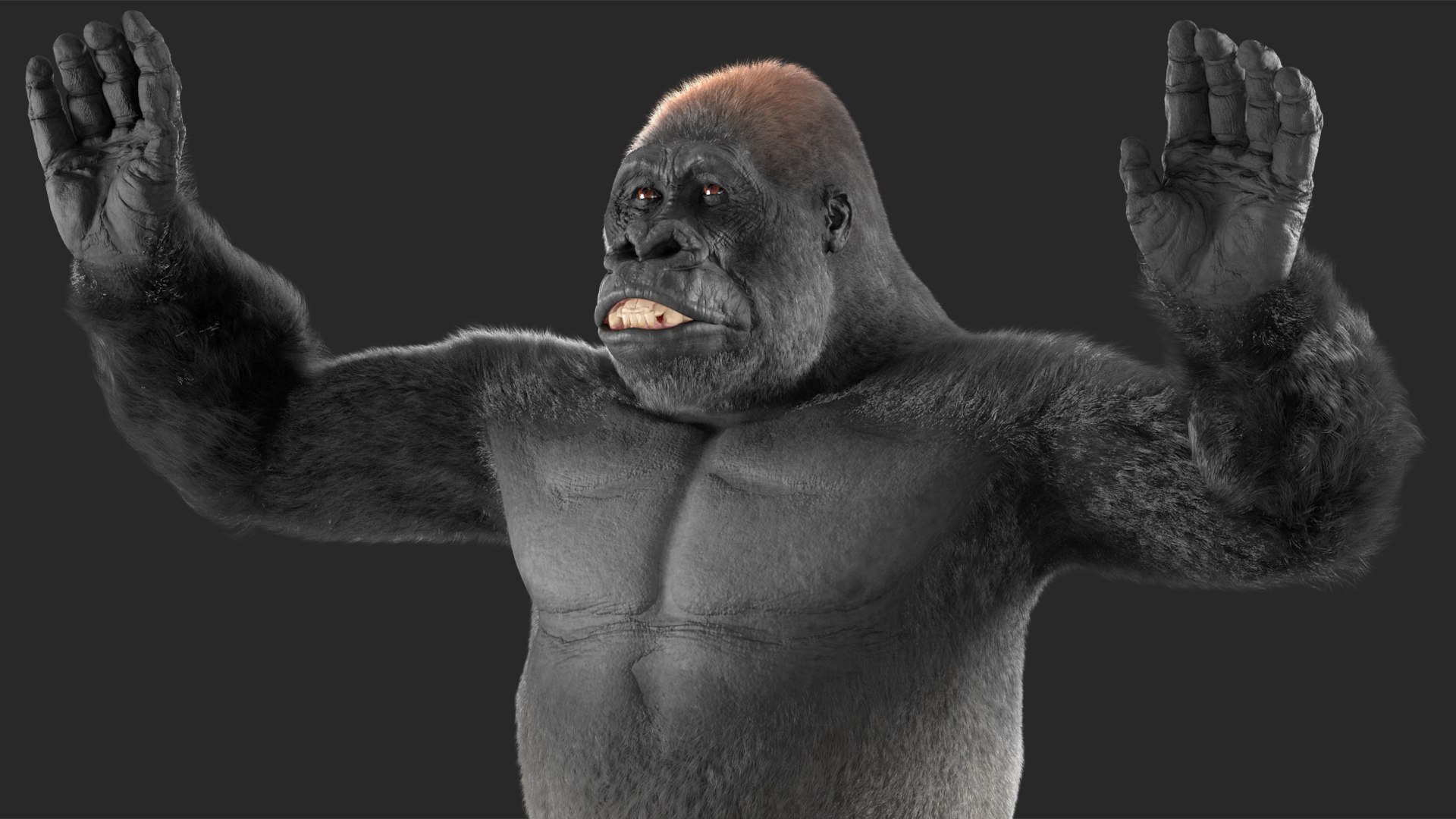 3D model Gorilla Fur Rigged https://p.turbosquid.com/ts-thumb/Bk/a1vJCL/Zg/gorillafurriggedmb3dmodel023/jpg/1708958983/1920x1080/fit_q87/57c071cc176bbde3992815d9c0547248932549ab/gorillafurriggedmb3dmodel023.jpg