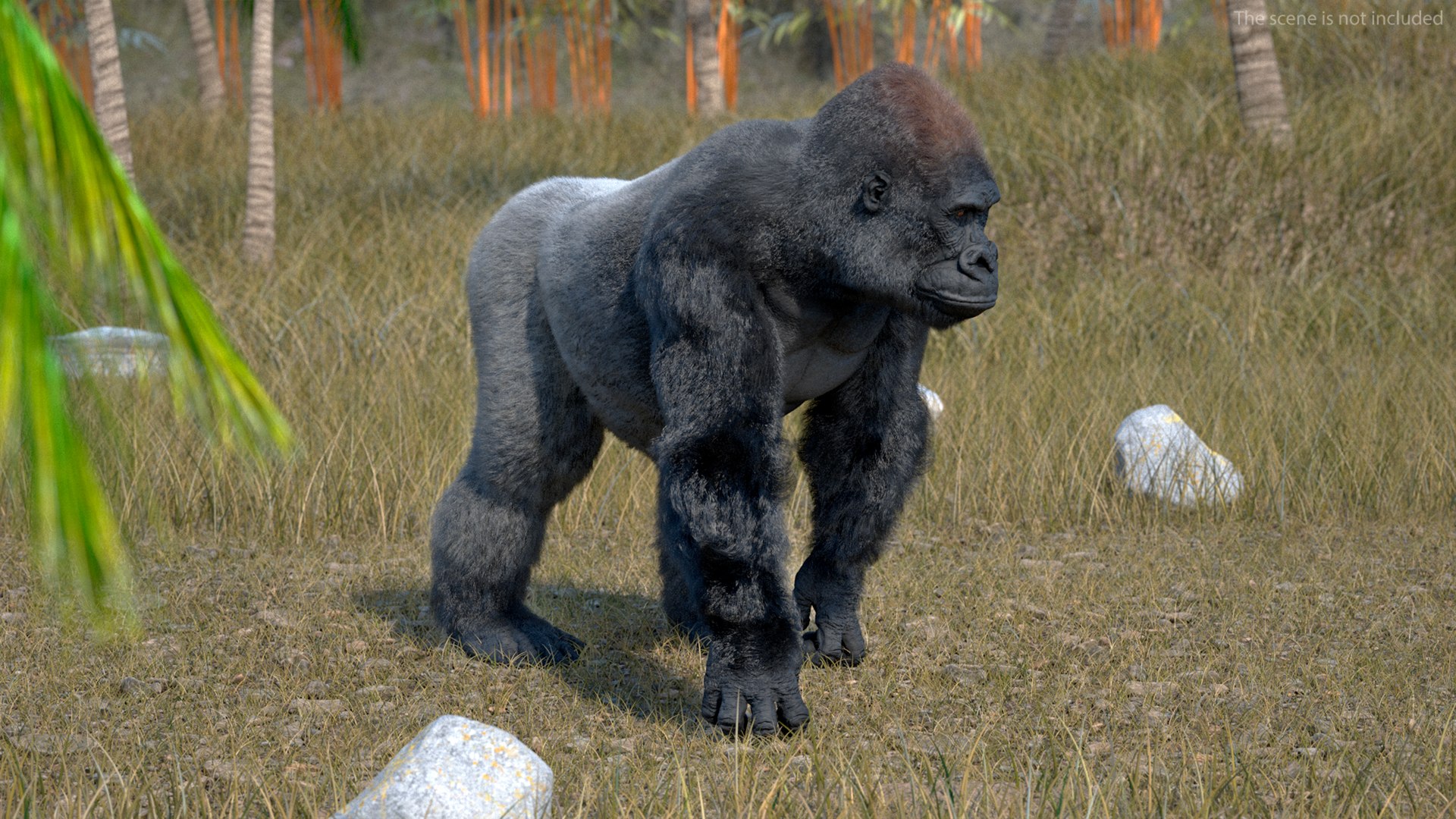 3D model Gorilla Fur Rigged https://p.turbosquid.com/ts-thumb/Bk/a1vJCL/ch/gorillafurriggedmb3dmodel010/jpg/1708958917/1920x1080/fit_q87/abf08b9b1a1016a9d25fc551e959795f05a259b9/gorillafurriggedmb3dmodel010.jpg