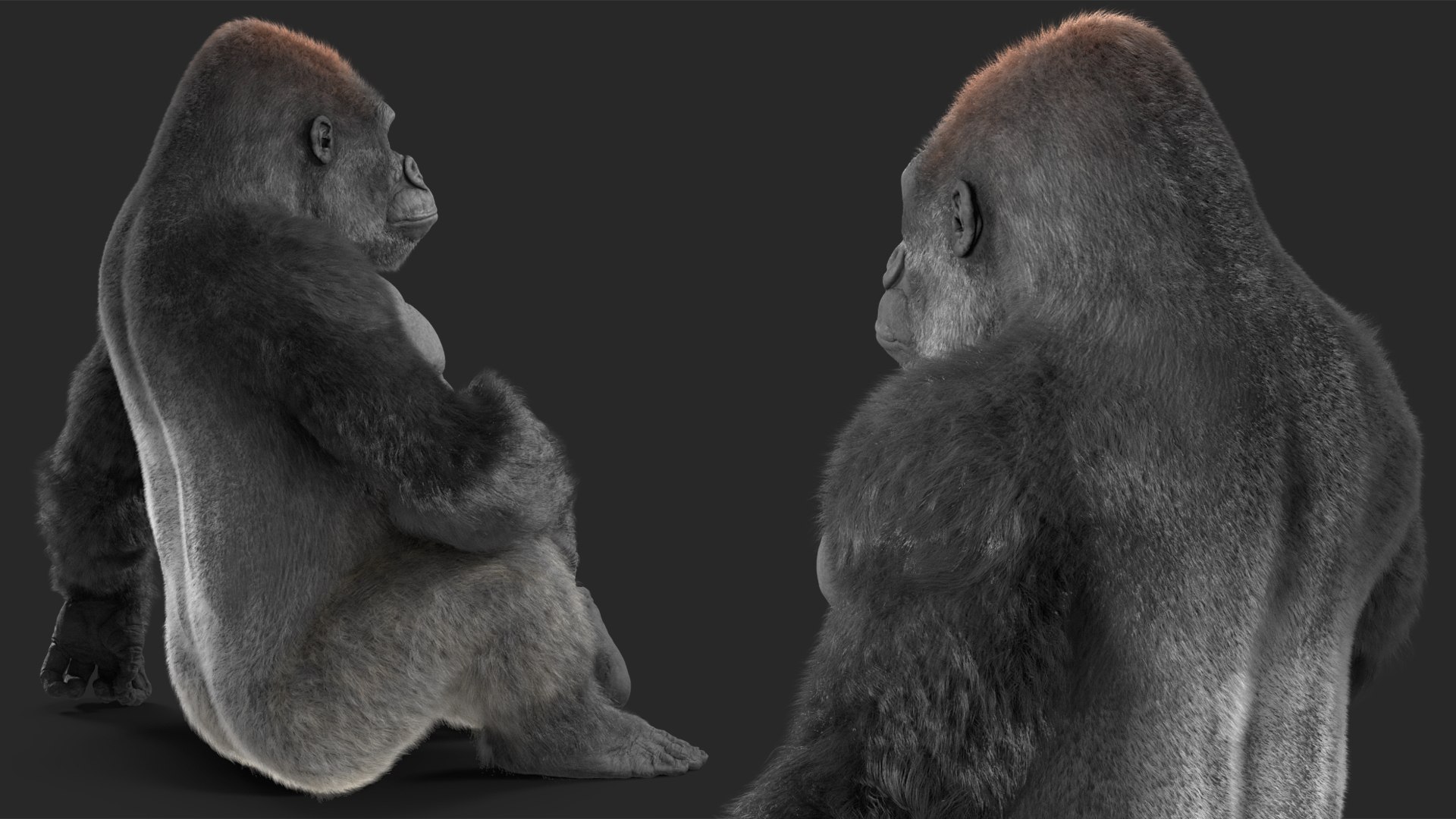 3D model Gorilla Fur Rigged https://p.turbosquid.com/ts-thumb/Bk/a1vJCL/ks/gorillafurriggedmb3dmodel022/jpg/1708958978/1920x1080/fit_q87/40989855693f8345308263036ce8d8d9aa387e6c/gorillafurriggedmb3dmodel022.jpg