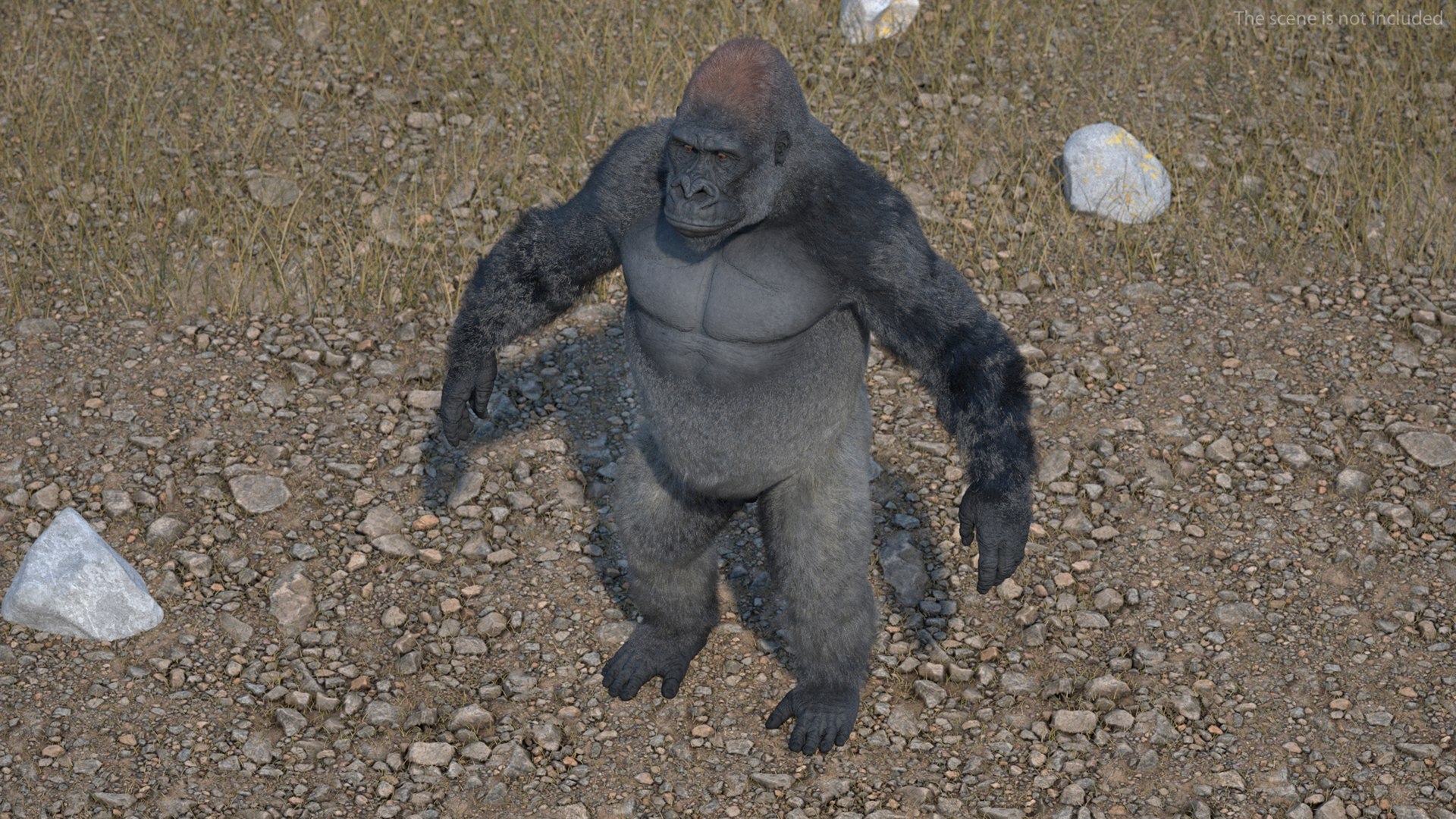 3D model Gorilla Fur Rigged https://p.turbosquid.com/ts-thumb/Bk/a1vJCL/vu/gorillafurriggedmb3dmodel013/jpg/1708958936/1920x1080/fit_q87/a0bb6724387ef496b1627879181d318cd8234a58/gorillafurriggedmb3dmodel013.jpg