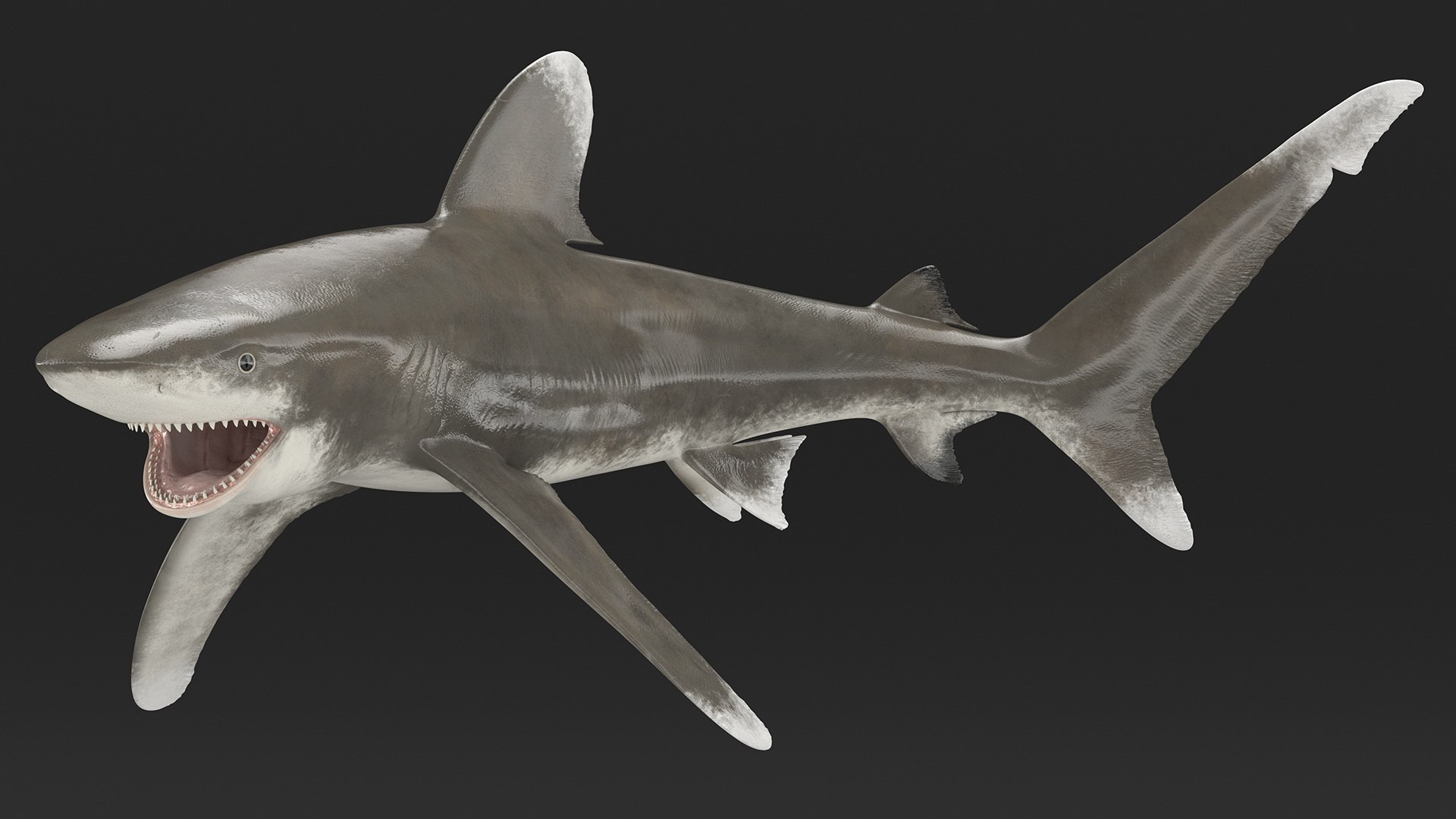 Oceanic Whitetip Shark or Carcharhinus Longimanus 3D model https://p.turbosquid.com/ts-thumb/Bk/drmVwT/1l/oceanicwhitetipsharkorcarcharhinuslongimanus3dsmodel008/jpg/1723097941/1920x1080/fit_q87/887362f29aebb4e72732b9b45c28be4a4c1f3cd3/oceanicwhitetipsharkorcarcharhinuslongimanus3dsmodel008.jpg
