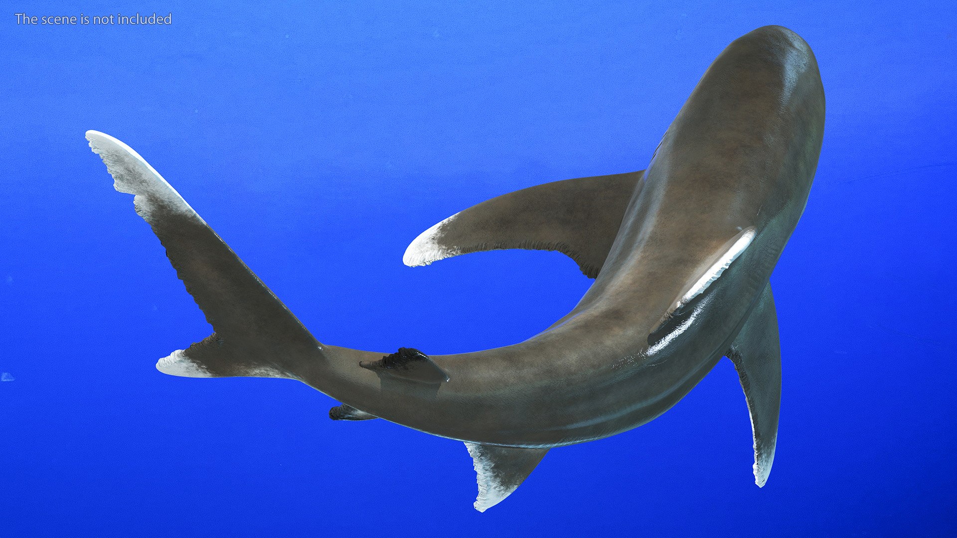 Oceanic Whitetip Shark or Carcharhinus Longimanus 3D model https://p.turbosquid.com/ts-thumb/Bk/drmVwT/HQ/oceanicwhitetipsharkorcarcharhinuslongimanus3dsmodel005/jpg/1723097928/1920x1080/fit_q87/2eb4c5e615c901efdde8f87fee49541b6733a526/oceanicwhitetipsharkorcarcharhinuslongimanus3dsmodel005.jpg