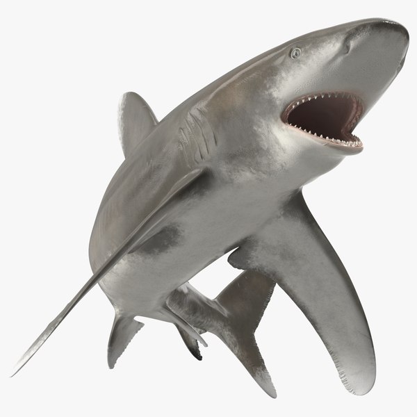 Oceanic Whitetip Shark or Carcharhinus Longimanus 3D model