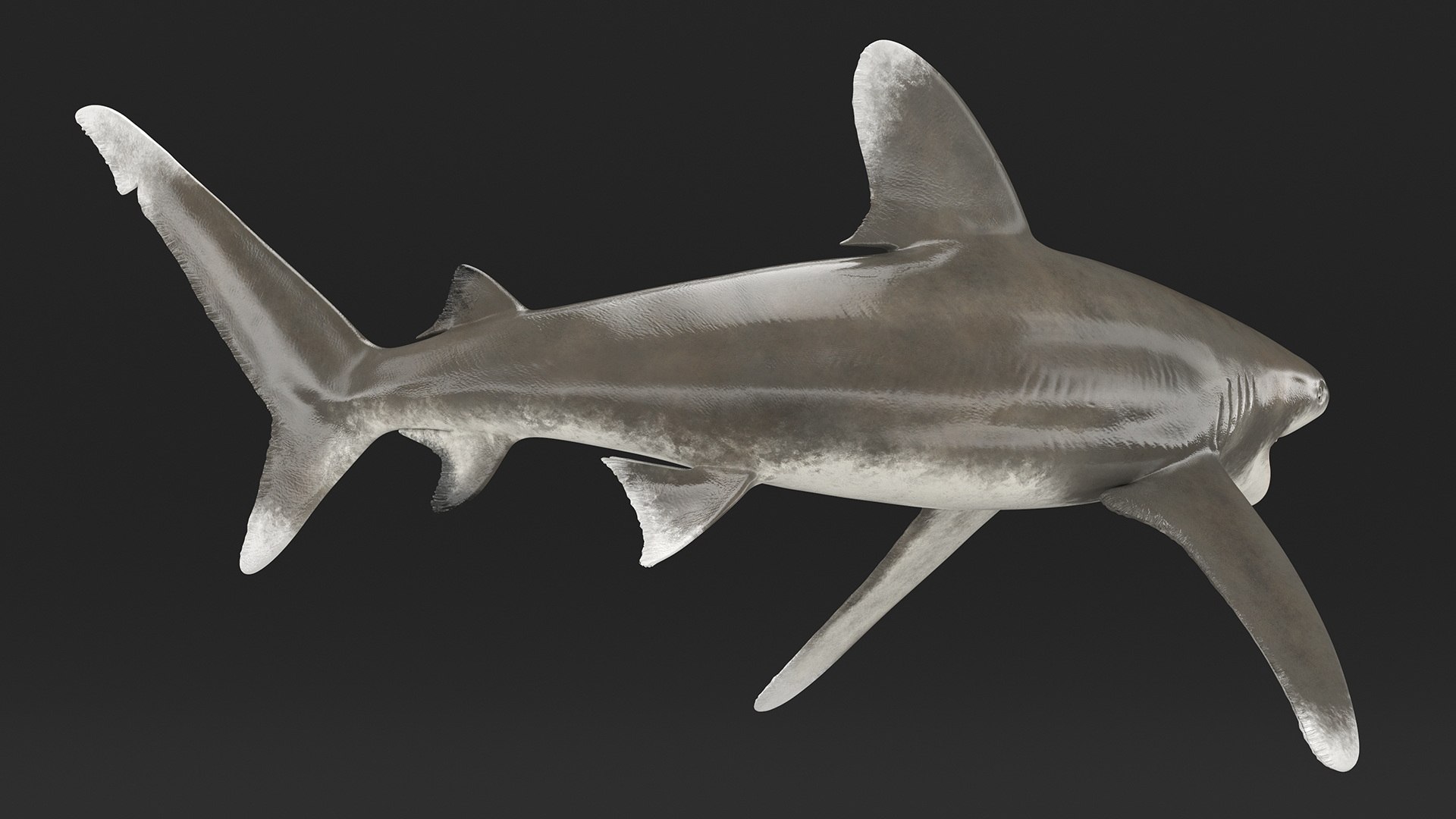 Oceanic Whitetip Shark or Carcharhinus Longimanus 3D model https://p.turbosquid.com/ts-thumb/Bk/drmVwT/QS/oceanicwhitetipsharkorcarcharhinuslongimanus3dsmodel009/jpg/1723097945/1920x1080/fit_q87/b19b2118e62b7559d84ce757838a38997c36f1d0/oceanicwhitetipsharkorcarcharhinuslongimanus3dsmodel009.jpg