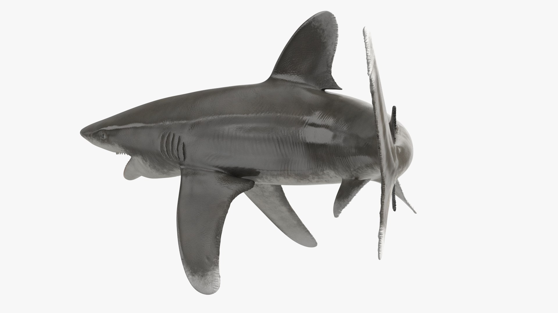 Oceanic Whitetip Shark or Carcharhinus Longimanus 3D model https://p.turbosquid.com/ts-thumb/Bk/drmVwT/SI/oceanicwhitetipsharkorcarcharhinuslongimanus3dsmodel011/jpg/1723097954/1920x1080/fit_q87/a619f2a9ced40c303183913b676e03b5ecfd0a74/oceanicwhitetipsharkorcarcharhinuslongimanus3dsmodel011.jpg